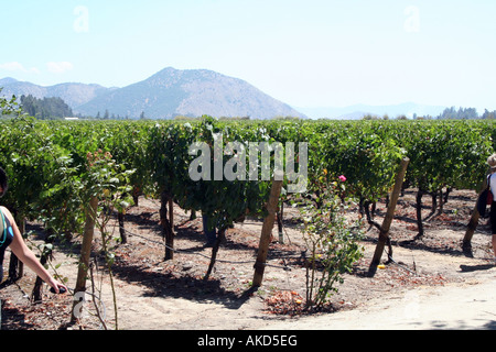 Viña Calina vineyards near Talca, Chile in the Valle del Maipo. Stock Photo