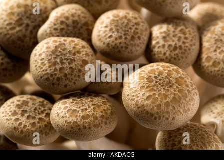 brown beech mushrooms Stock Photo