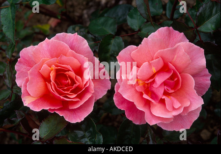 Rose Fragarent Delight Aberdeenshire Grampian Scotland UK Stock Photo