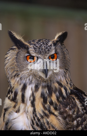 The Eurasian Eagle Owl (Bubo bubo) Stock Photo