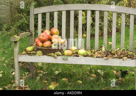 garden seat with fallen leaves and basket of windfall apples under tree England October Stock Photo
