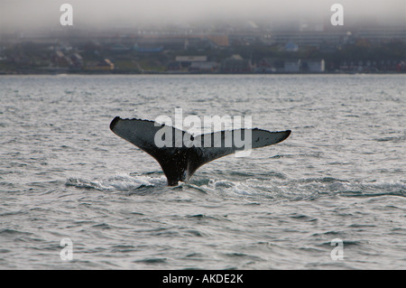 Tail fluke of Humpback whale about to dip below the sea off coast of Nuuk capital of Greenland on a grey misty day Stock Photo