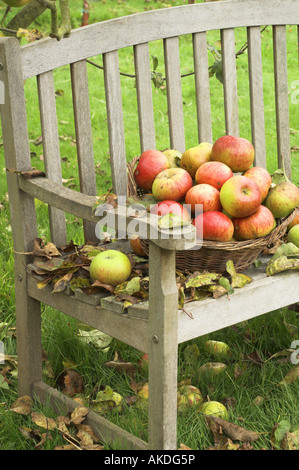 garden seat with fallen leaves and basket of windfall apples England October Stock Photo