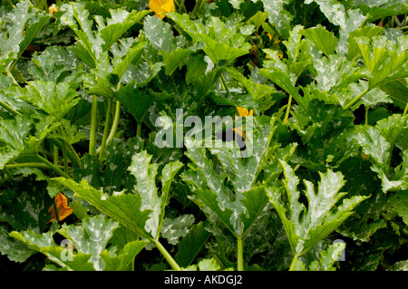 Young Courgette plants with lush green mottled leaves growing in a UK garden. Stock Photo