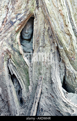 Buddha face peering out from tree roots, Ta Prohm, Angkor, Cambodia Stock Photo