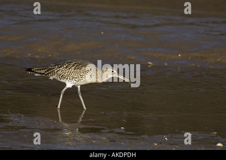 Curlew numenius arquata with small shore crab in bill in tidal saltwater creek Norfolk England November Stock Photo