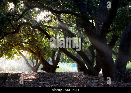 Mangifera indica. Mango trees. Andhra Pradesh, India Stock Photo