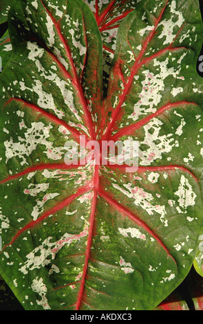 Tropical plants caladium leaf with red veins and white spots considered a poisonous house plant Stock Photo