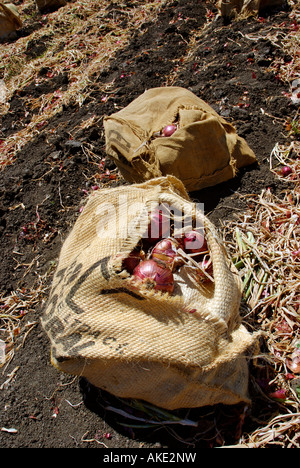Freshly harvested red onions in burlap sacks on the soil in a tilled field Stock Photo