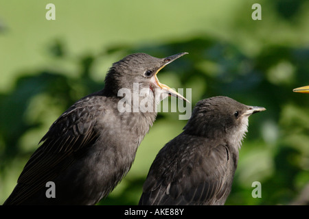 Starling Fledgelings being fed Two starling fledgelings being fed by a parent Stock Photo