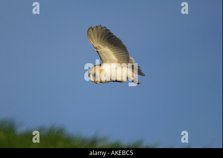 Barn Owl Tyto alba in flight Hunting over river bank welney norfolk with blue sky Stock Photo