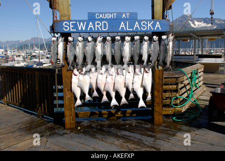 Caught Fish Hanging Image & Photo (Free Trial)