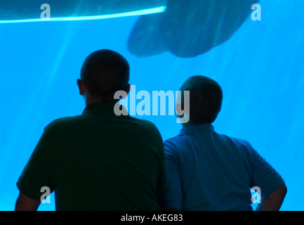 Young Caucasian boys watching a killer whale at Marine land, Niagara Falls, Canada. Stock Photo