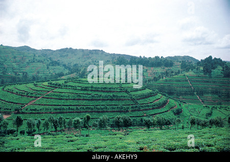 Beautiful terracing in tea plantations on highlands near Gesenyi Rwanda central Africa Stock Photo