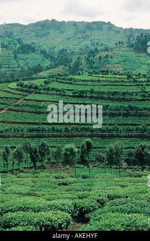 Beautiful terracing in tea plantations on highlands near Gesenyi Rwanda central Africa Stock Photo