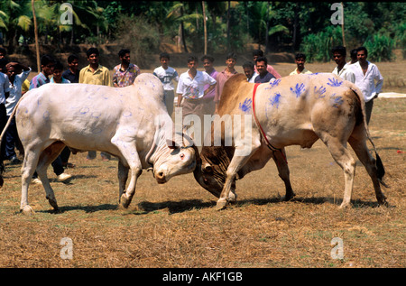 Indien, Goa, District Salcete, Stierkampf Stock Photo