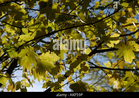 Sunlight shining through the autumn coloured leaves of field maple Acer campestre Stock Photo