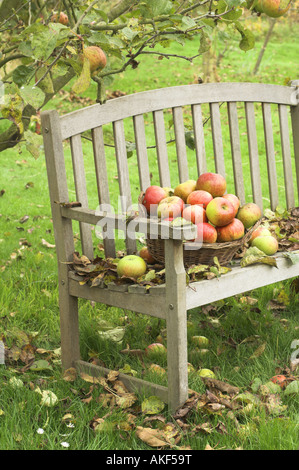 garden seat with fallen leaves and basket of windfall apples under tree England October Stock Photo