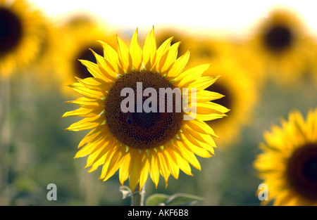 Provence, Sunflowers Stock Photo