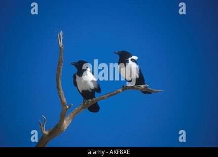 Pied Crows Corvus albus Perched in tree Namibia Stock Photo