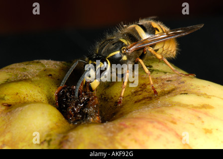 A queen wasp Vespula vulgaris on an apple Stock Photo