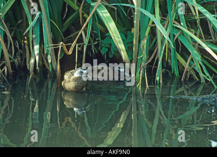 Laysan Duck Anas platyrhynchos laysanensis Two on water close to reeds S Stock Photo