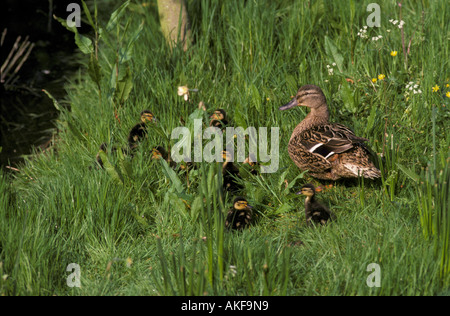 Duck Mallard Anas platyrhynchos Female with ducklings on river bank Stock Photo