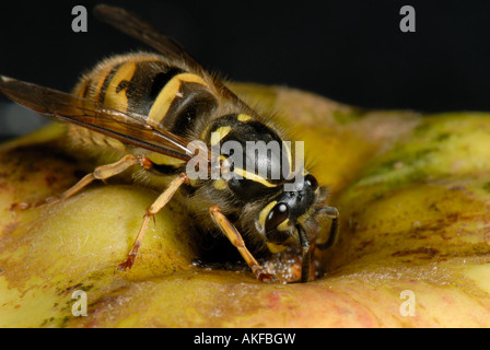 A queen wasp Vespula vulgaris on an apple Stock Photo