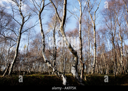 Silver birch trees in the Derbyshire Peak District, UK Stock Photo