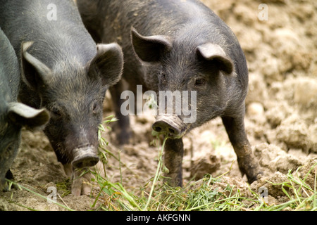 Abruzzese Black Swine, Fattorie Del Tratturo Farm, Scerni, Abruzzo 