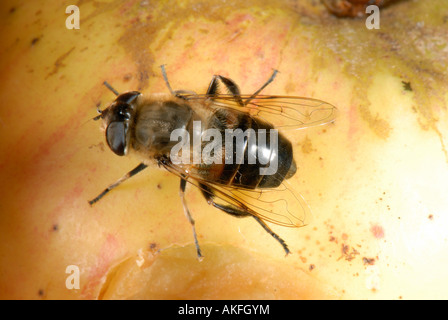 An adult drone fly Eristalis tenax on an apple Stock Photo
