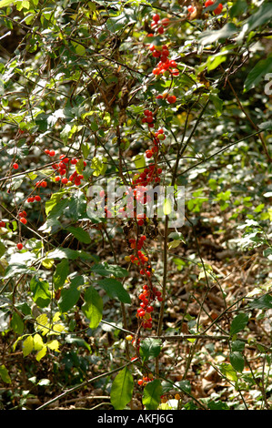 Black bryony Tamus communis ripe red poisonous berries in autumn Stock Photo