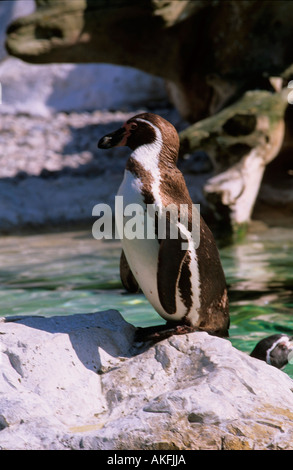 Pinguin im Tiergarten Stock Photo