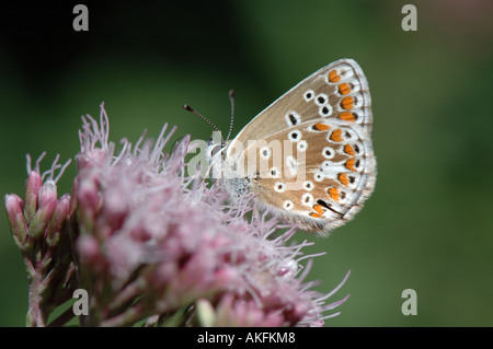 Chalkhill blue butterfly Stock Photo