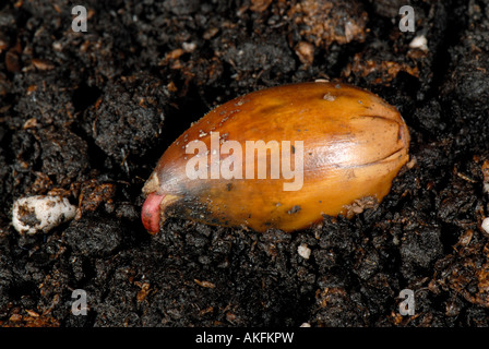 An oak Quercus robur acorn lying on the soil germinating and sending down the first root Stock Photo