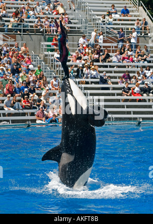 KILLER WHALE ORCA (Orcinus orca) with trainer SEA WORLD SAN DIEGO CALIFORNIA USA Stock Photo