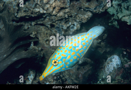 beaked leatherjacket, harlequin filefish (Oxymonacanthus longirostris), swimming Stock Photo