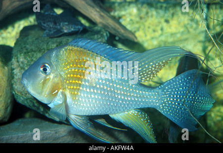 thread-finned cichlid, threadfin acara (Acarichthys heckeli) Stock Photo