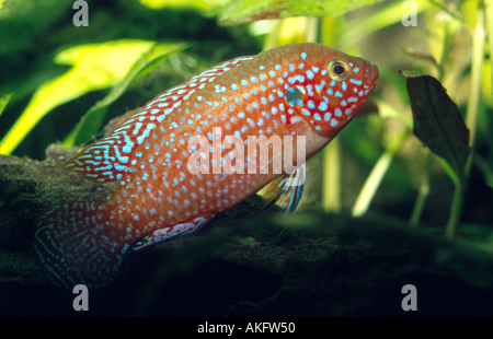 jewel fish, jewelfish, red jewel fish, red cichlid (Hemichromis bimaculatus, Hemichromis guttatus) Stock Photo