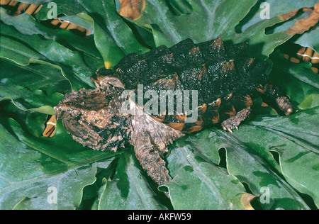 alligator snapping turtle (Macroclemys temminckii) Stock Photo