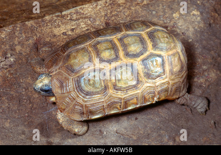 Bell's hingeback tortoise (Kinixys belliana) Stock Photo