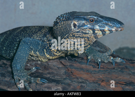 rough-necked monitor, tree lizard, harlequin monitor (Varanus rudicollis), portrait Stock Photo