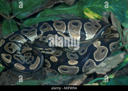 ball python, royal python (Python regius) Stock Photo