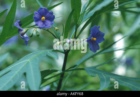 tasmanian kangaroo apple (Solanum laciniatum), flowers Stock Photo