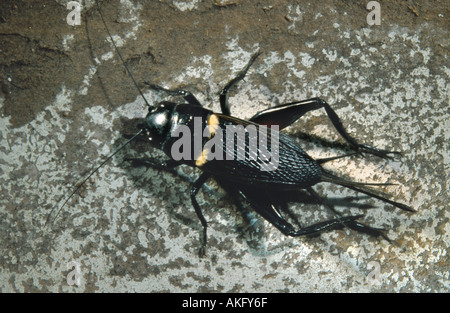 two-spotted cricket, Mediterranean field cricket (Gryllus bimaculatus) Stock Photo
