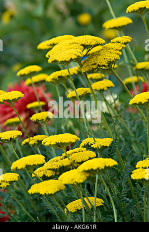 achillea with yellow flower head Achilleas are cheery border wildflower and rock garden plants with flattened heads in a range o Stock Photo