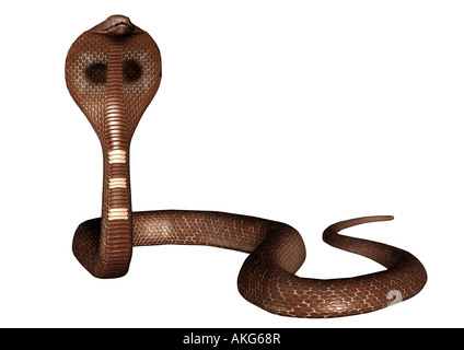 Snake Cobra Schlange Kobra Stock Photo: 14991884 - Alamy