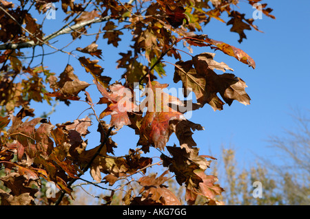 Northern pin oak Quercus ellipsoidalis red autumn leaves on ornamental tree Stock Photo