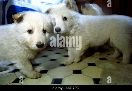 white Alsatian puppies eating very young playful Stock Photo