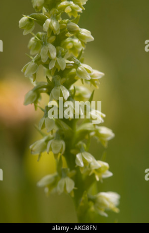 small white orchid - Pseudorchis albida Stock Photo